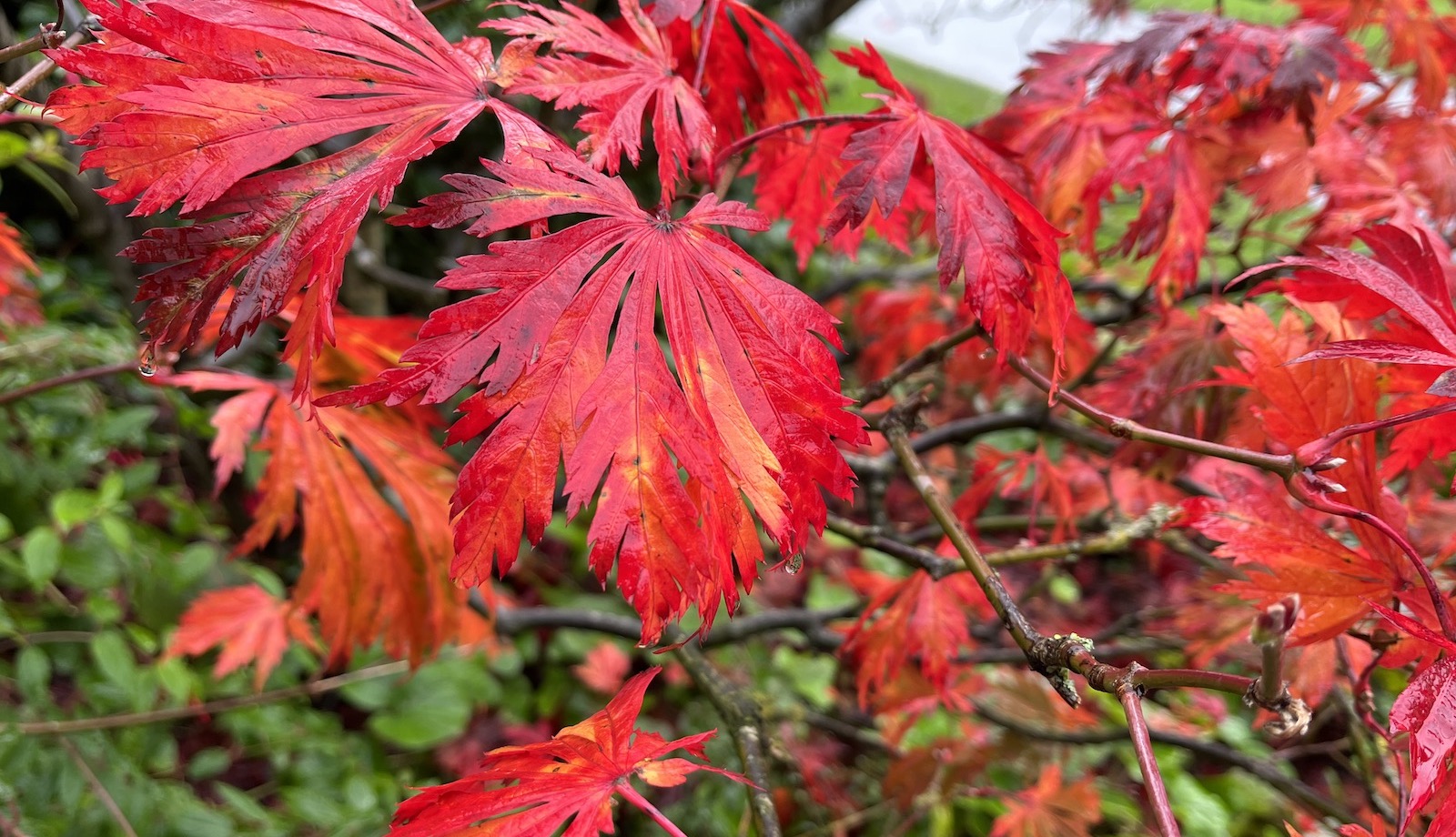 Bright red Japenese maple tree leaves, Harrogate, Yorkshire